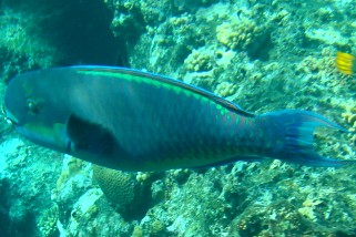 Chlorurus microrhinos - Buckelkopf-Papageifisch